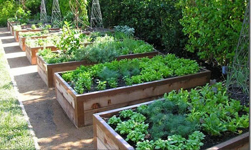 Edible gardens are currently having a greater influence in land use